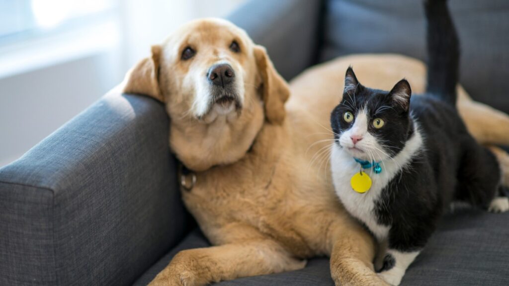 Breakthroughs in Pet Medication